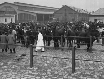 Pferdemarkt in St. Marx (1954)