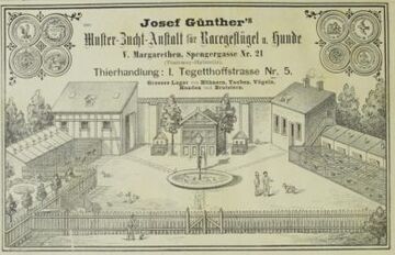 Inserat des Hundezüchters Josef Günther, 1882